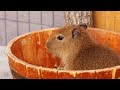 ウサギみたいに桶から飛び出す仔カピバラ (Capybara jump out from tub)