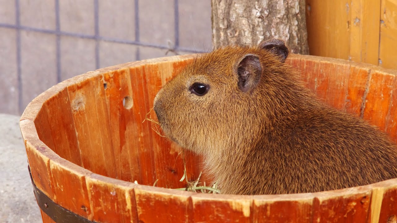 ウサギみたいに桶から飛び出す仔カピバラ (Capybara jump out from tub)