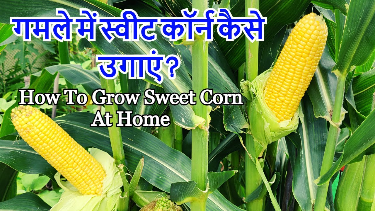 गमले में स्वीट कॉर्न कैसे उगाएं? पूरी जानकारी | How To Grow Sweet Corn At Home In Hindi