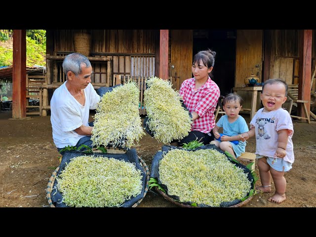 Single mother: Planted Green Bean Sprouts with her grandfather - Harvest after 3 days for sale. class=