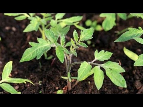 Video: Mayıs Ayında Ne Ve Nasıl Ekilir. Faydalı Ipuçları