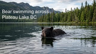 Bear Swimming Across Plateau Lake Bc