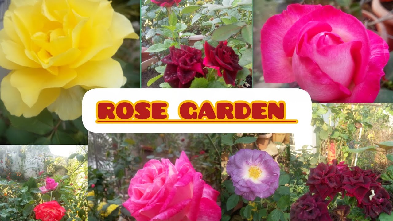 My rose garden overview🌹 beautiful rose plant collection,🥰