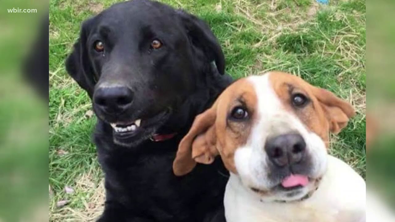 Peep hole in fence makes pup very happy! YouTube