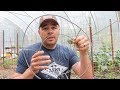 Beware of this Garden SCAM! Build Your Own Tomato Cages. Beware of this Garden SCAM! Build Your Own Tomato Cages.