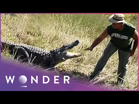 This Man Fights Off Deadly Alligators In The Everglades | Unbreakable documentary thumbnail