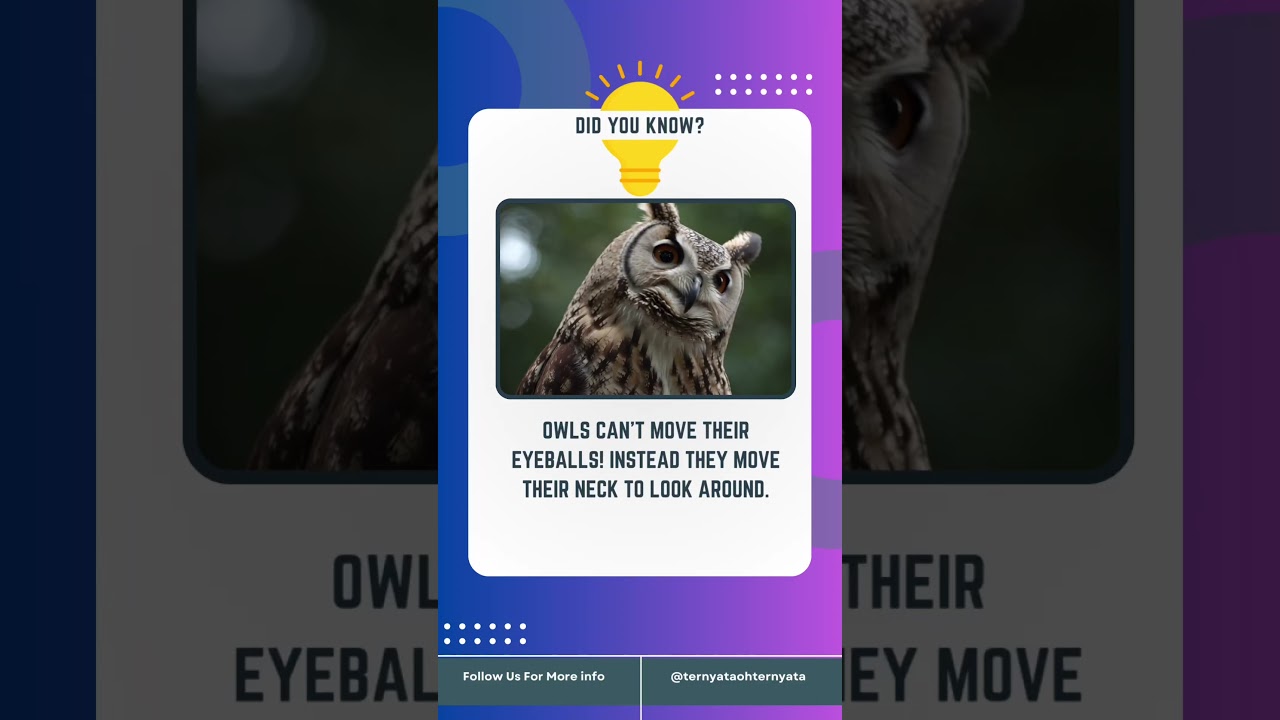 Fresh fact of owl 