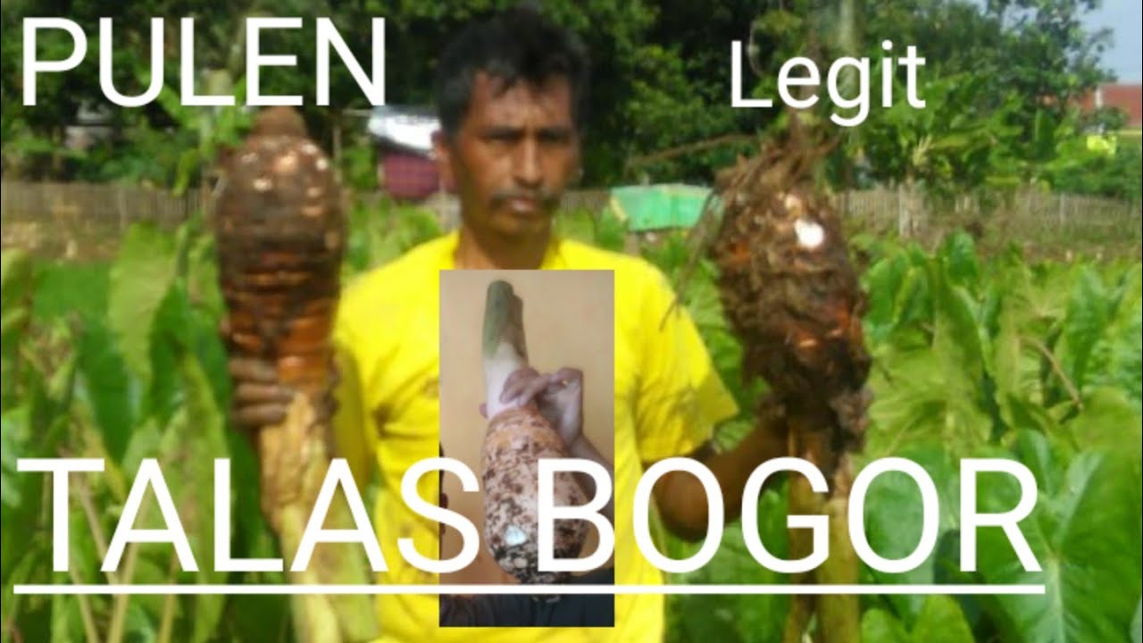 PANEN TALAS BOGOR