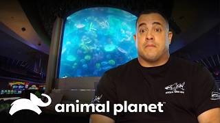 Equipe Busca Vazamento em Tanque de 70 Toneladas | Com água até o pescoço | Animal Planet Brasil