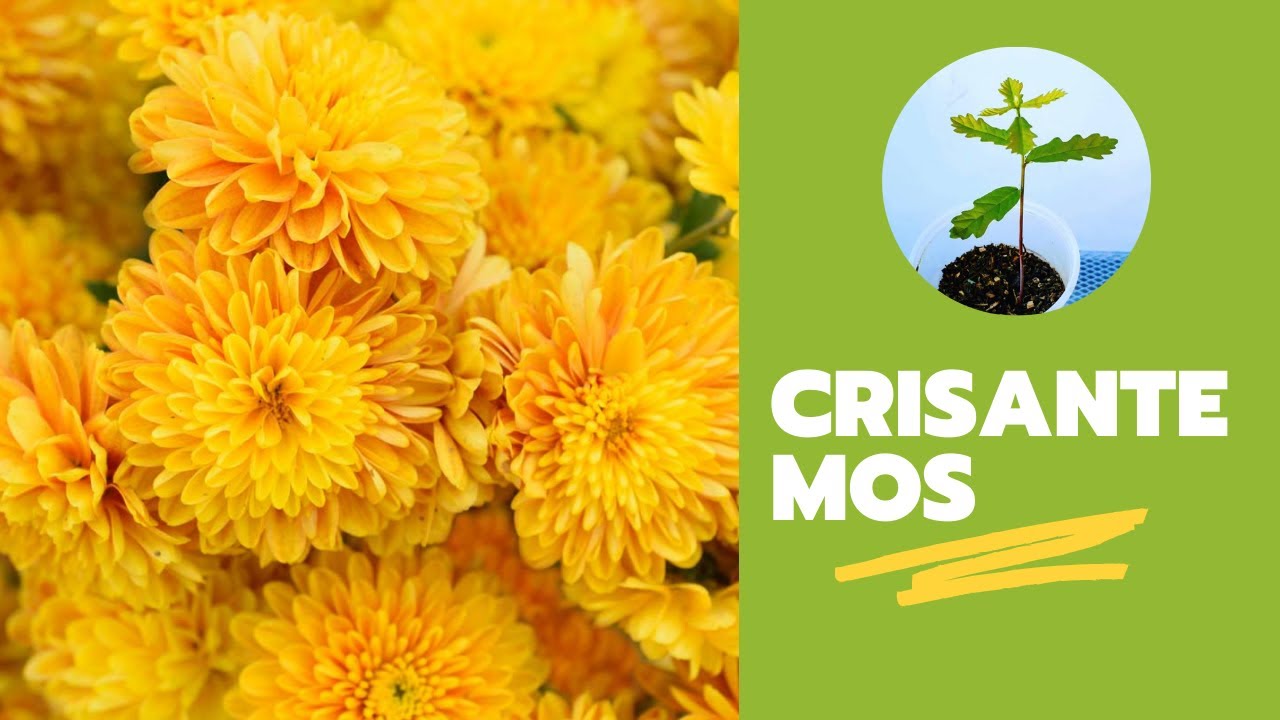 CÓMO REPRODUCIR CRISANTEMOS POR ESQUEJES EN 20 DÍAS