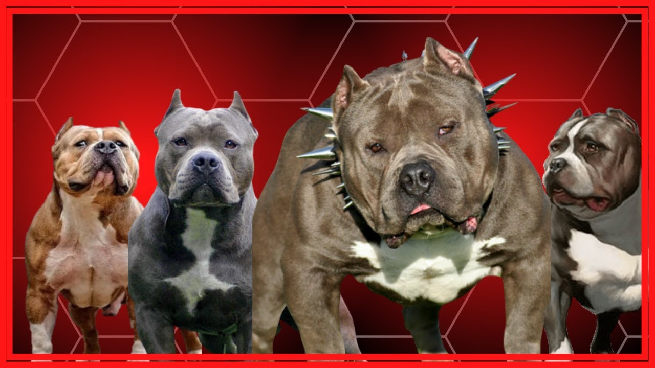 Qual É O American Bully Mais Caro?
