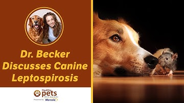 Dr. Becker Discusses Canine Leptospirosis