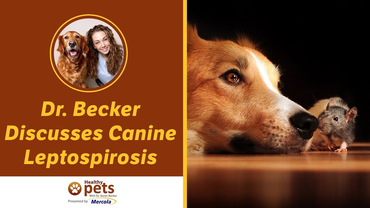 Dr. Becker Discusses Canine Leptospirosis