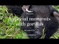 6 special moments with gorillas | WILDwatch