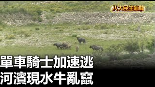 河濱現水牛亂竄 單車騎士加速逃 |【民生八方事】| 2023043003 @gtvnews27
