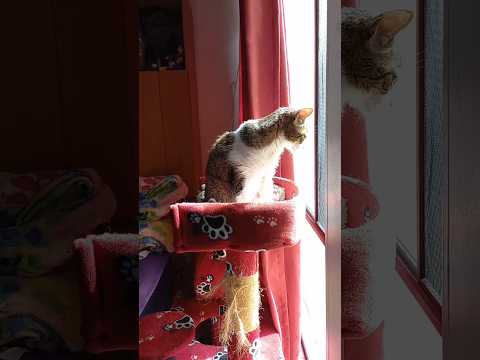 😸😹