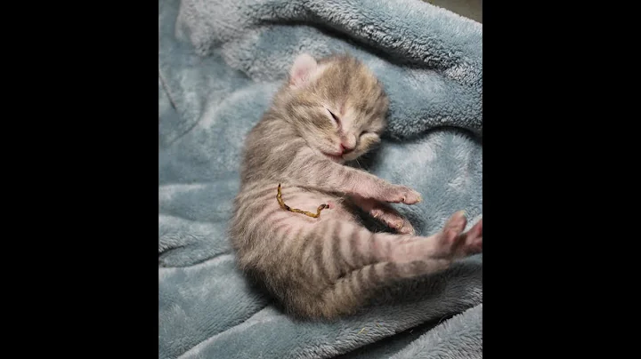 Video 358411: siberian pets, siberian kitten, pets reaction