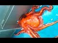 Ozzy Man Reviews: Octopus Escape