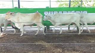 Lote Nro. 26 Guide