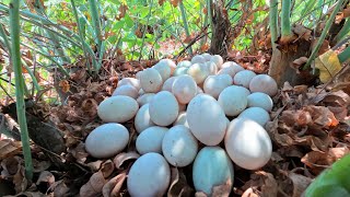 wow wow unique! a female fisherman pick a lot of duck eggs on a tree stump in the forest