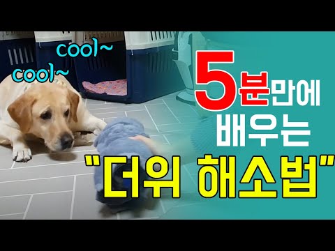 강아지 더위를 확~ 날려주는 3가지 꿀팁!