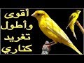 دع إناث الكناري تسمع هذا التغريد المجنون يحفزها للتزاوج بسرعة - تغريد كناري هائج للتزاوج.