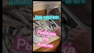 Рыбалка На Аляске, Голыми Руками #сша #рыбалка #рыба #мойва #аляска