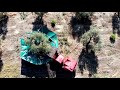 Zeytin Hasat Makinaları