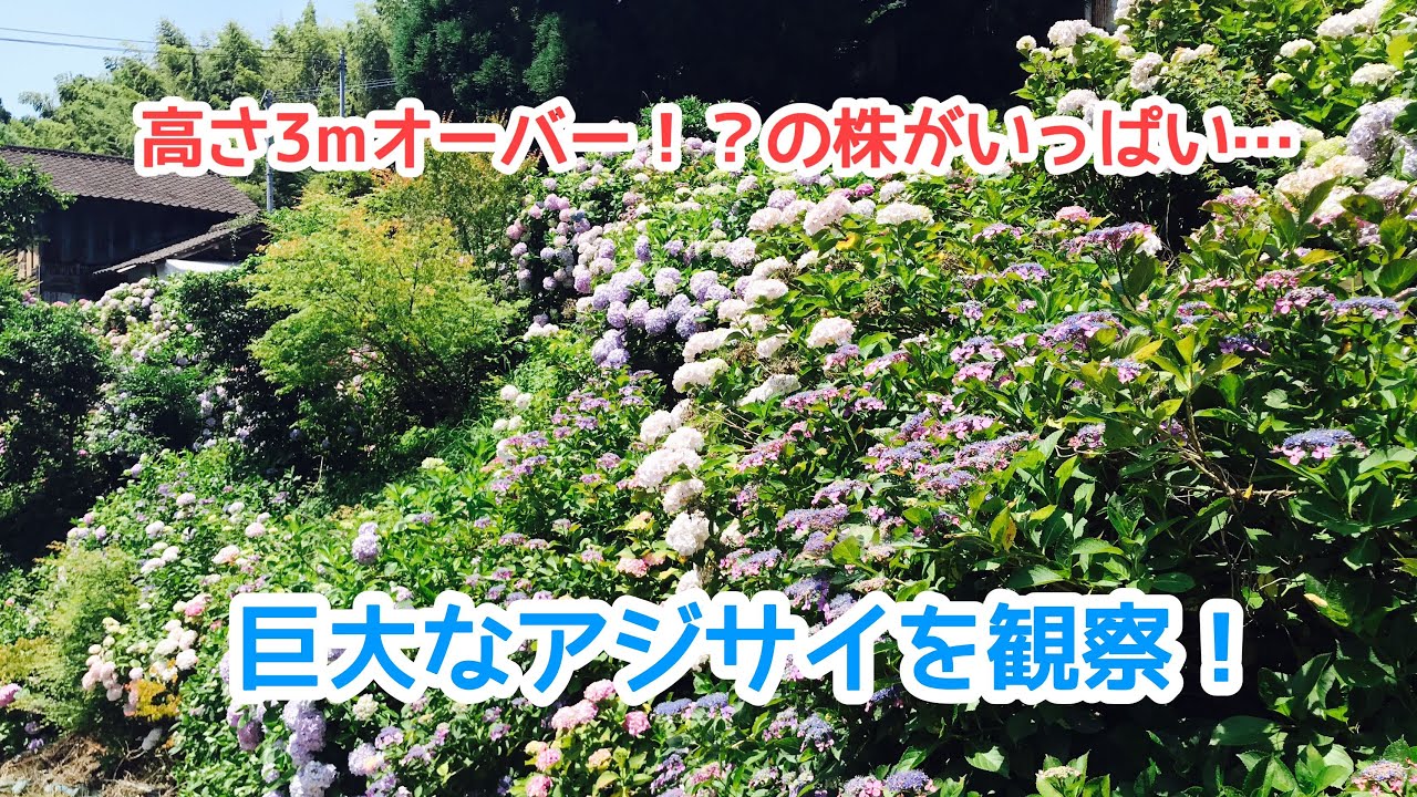 高さ3mオーバー！？巨大なアジサイを観察！（田舎の紫陽花はとにかく