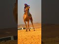 هذي حلات العمر لو كان ما كان 