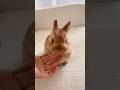 Curious Bunny Exploring the World 🐇👀🌍#bunny #rabbit #adorably #lovelymoments #adoreble #pet