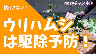 ウリハムシ予防はやらないと 例年やってくるウリハムシ被害 今のうちに対策をしておかないと枯らしてしまう W Youtube