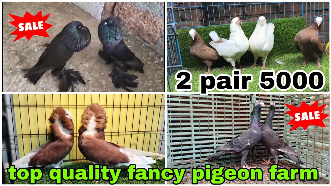 English career 😍 Indian fantail, Lahori siraji 🕊️ Mukhi, king, #pigeon ...