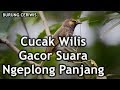 Suara burung cucak wilis gacor suara ngeplong panjang buat masteran ok