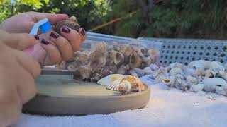 How I Clean Seashells to Make Aesthetic Suncatchers 🐚 Relaxing ASMR 