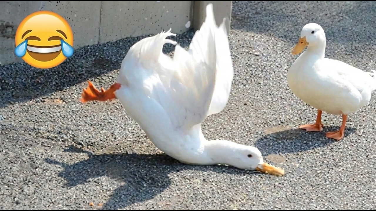 HOLD YOUR LAUGH! Hilarious Farm Animals 😁 - YouTube