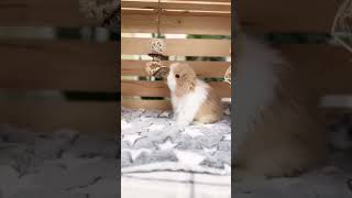 Discover The Adorable World Of Pet Rabbit Lop 🐰🌟🐇 Must Watch Video