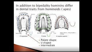 101 Unit IV What is Hominin: Dental and Palate