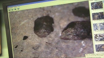 West Coast Giant Autopsy