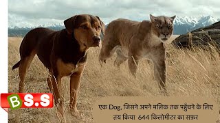 A Dog's Way Home Movie Review\/Plot In Hindi \& Urdu