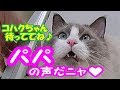 あなどれない猫 16連発!コハク君メモリー② Kohaku the cat is a force to be reckoned with.