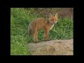 Vulpes vulpes - Лисиця звичайна - red fox