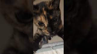 何度も奇襲するサビ猫 / A tortie cat launching repeated surprise attacks #サビ猫 #cat #猫のいる暮らし #tortiecat