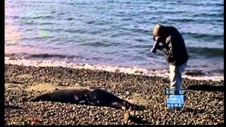 Feds investigate recent sea lion shootings