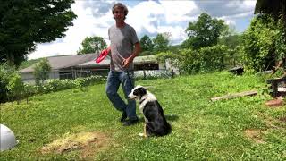Teach Dog Frisbee  Australian Shepherd