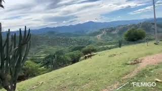 Amate Redondo 🌳🍂☀️