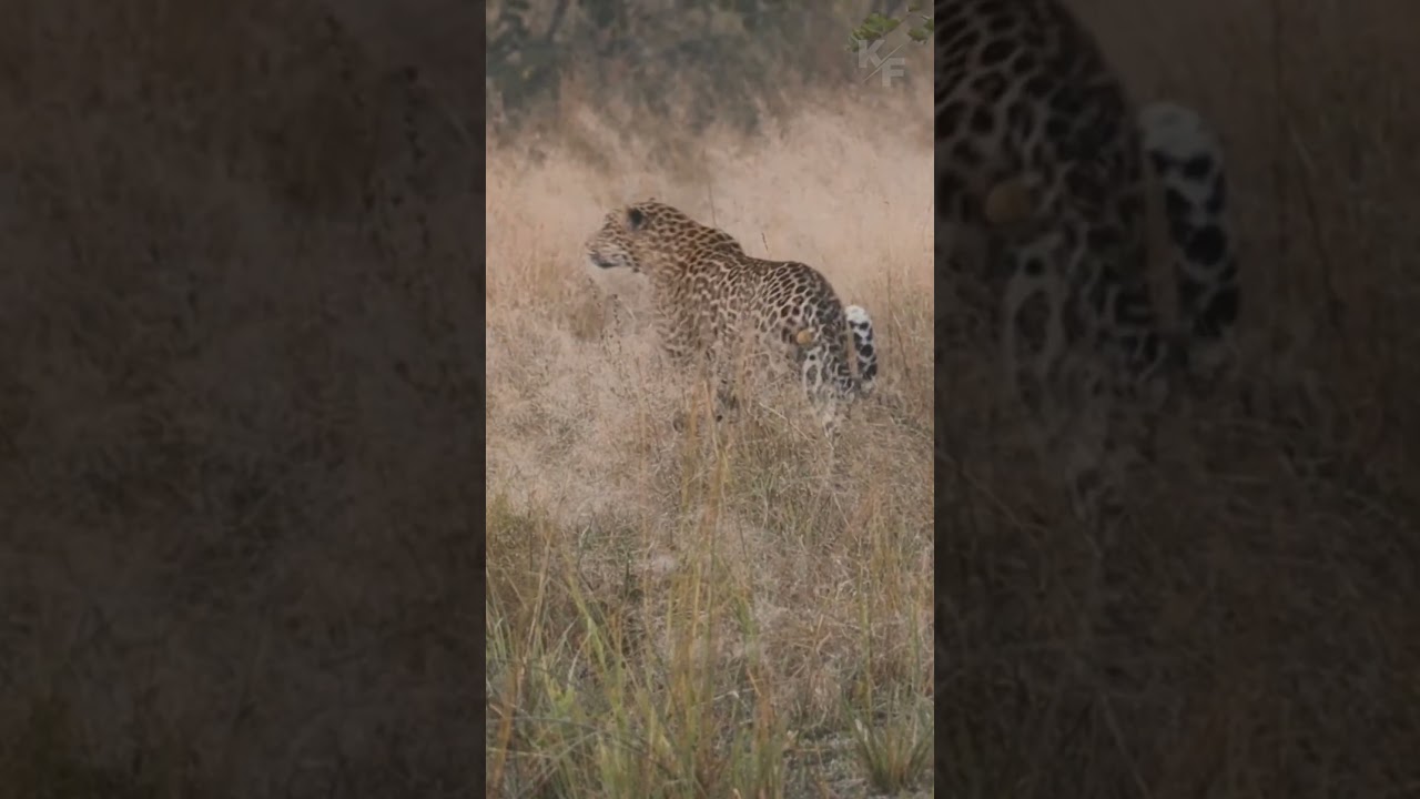 Hippo Defends Calf From Leopard Attack: Incredible Chase!