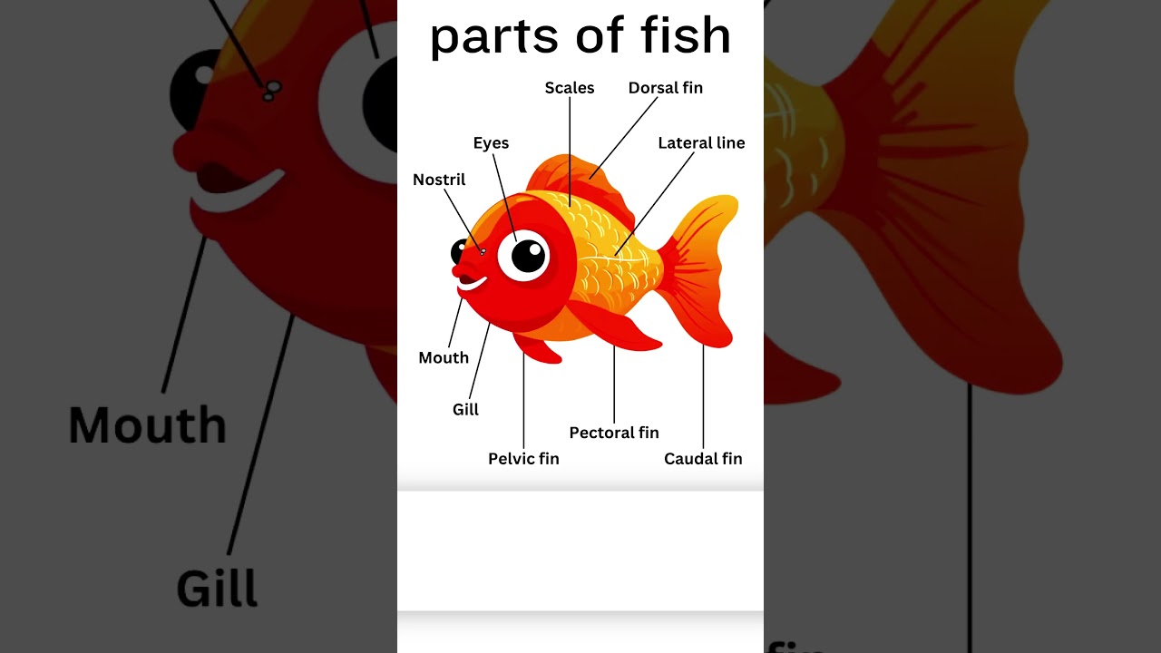 parts of fish