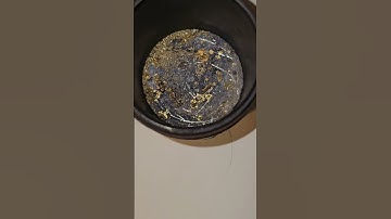 Retorting Hg from Au: 2nd attempt #goldmining #science