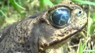 Parásito en ojo de Sapo  -  Toad with parasite in the eye